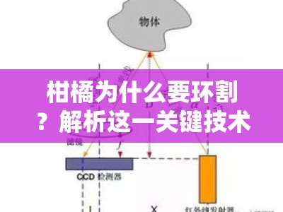 柑橘为什么要环割？解析这一关键技术的增产原理与科学依据