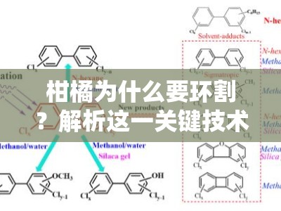柑橘为什么要环割？解析这一关键技术的增产原理与科学依据