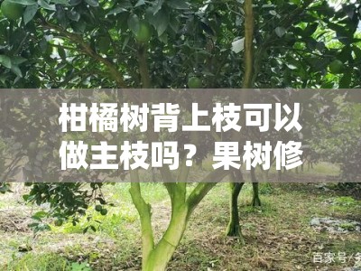 柑橘树背上枝可以做主枝吗？果树修剪技术中的关键问题解析与实践探讨