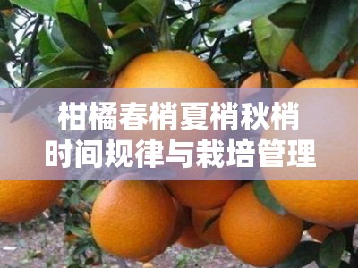 柑橘春梢夏梢秋梢时间规律与栽培管理关键期解析
