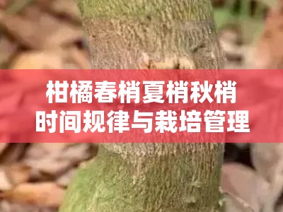 柑橘春梢夏梢秋梢时间规律与栽培管理关键期解析