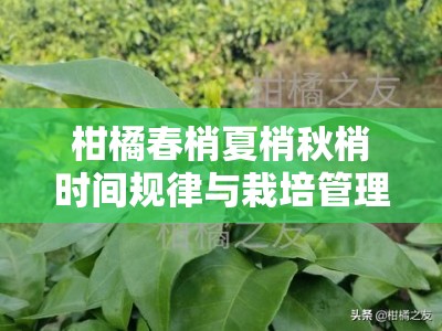 柑橘春梢夏梢秋梢时间规律与栽培管理关键期解析