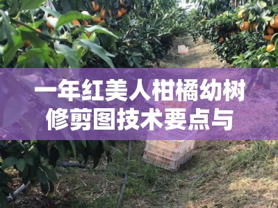 一年红美人柑橘幼树修剪图技术要点与示意图解析