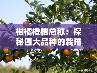 柑橘橙桔总称：探秘四大品种的栽培历史与营养共性