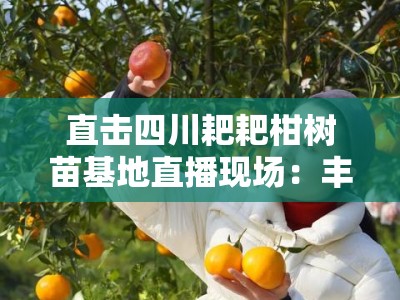 直击四川耙耙柑树苗基地直播现场：丰收季在线选购优质苗木助农增收