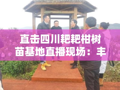 直击四川耙耙柑树苗基地直播现场：丰收季在线选购优质苗木助农增收