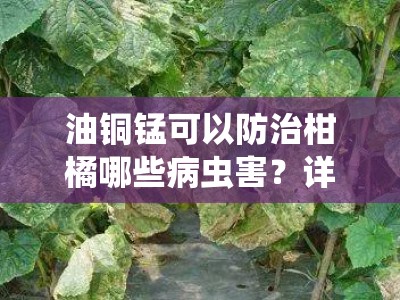 油铜锰可以防治柑橘哪些病虫害？详解其应用与效果解析