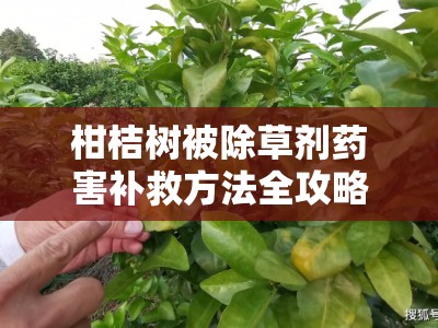 柑桔树被除草剂药害补救方法全攻略：科学修复与预防管理指南