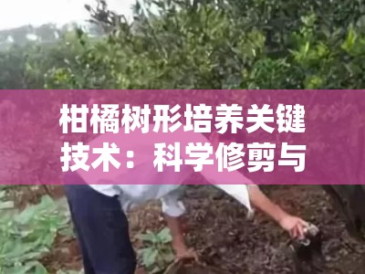 柑橘树形培养关键技术：科学修剪与树冠优化全攻略