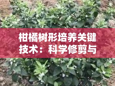 柑橘树形培养关键技术：科学修剪与树冠优化全攻略