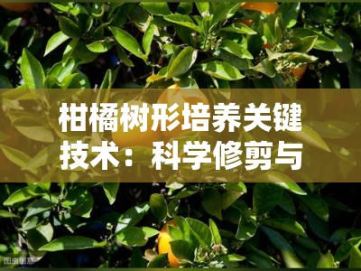 柑橘树形培养关键技术：科学修剪与树冠优化全攻略