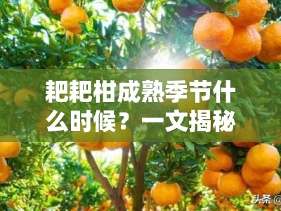 耙耙柑成熟季节什么时候？一文揭秘主产区成熟期与最佳采摘月份