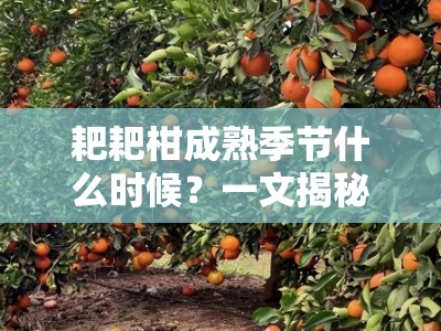 耙耙柑成熟季节什么时候？一文揭秘主产区成熟期与最佳采摘月份
