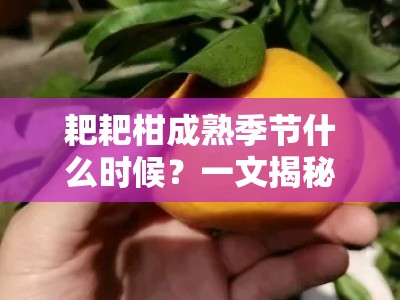 耙耙柑成熟季节什么时候？一文揭秘主产区成熟期与最佳采摘月份