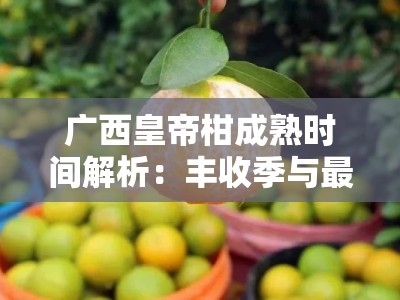 广西皇帝柑成熟时间解析：丰收季与最佳采摘月份指南