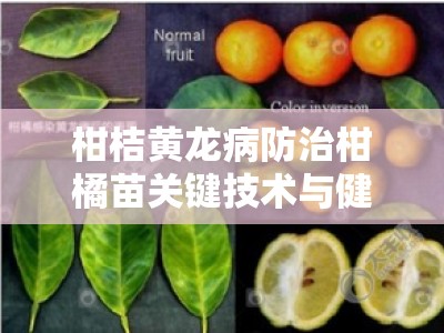 柑桔黄龙病防治柑橘苗关键技术与健康管理实践解析