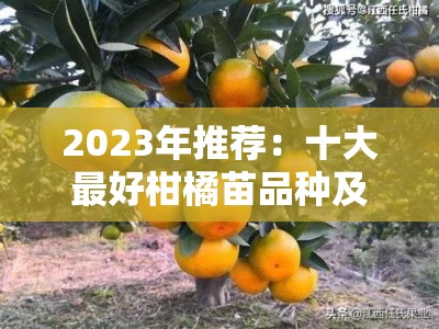2023年推荐：十大最好柑橘苗品种及高产抗病种植指南