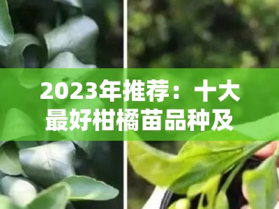 2023年推荐：十大最好柑橘苗品种及高产抗病种植指南
