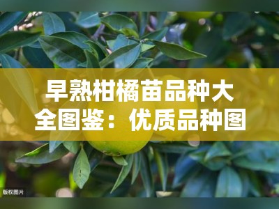 早熟柑橘苗品种大全图鉴：优质品种图文详解与种植指南