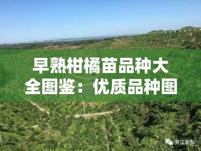 早熟柑橘苗品种大全图鉴：优质品种图文详解与种植指南
