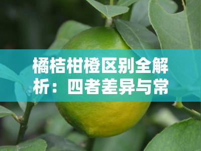 橘桔柑橙区别全解析：四者差异与常见误区详解
