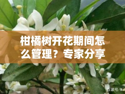 柑橘树开花期间怎么管理？专家分享花期养护关键步骤与注意事项