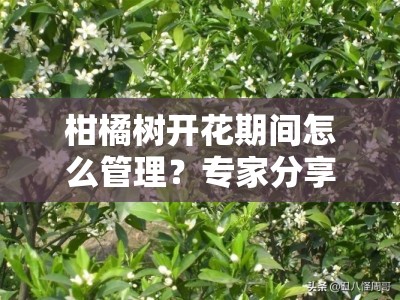 柑橘树开花期间怎么管理？专家分享花期养护关键步骤与注意事项