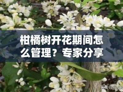 柑橘树开花期间怎么管理？专家分享花期养护关键步骤与注意事项