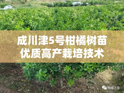 成川津5号柑橘树苗优质高产栽培技术与种植管理要点