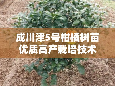 成川津5号柑橘树苗优质高产栽培技术与种植管理要点