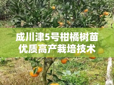 成川津5号柑橘树苗优质高产栽培技术与种植管理要点