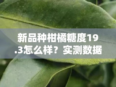 新品种柑橘糖度19.3怎么样？实测数据揭晓高糖甜蜜真相！
