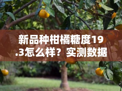 新品种柑橘糖度19.3怎么样？实测数据揭晓高糖甜蜜真相！