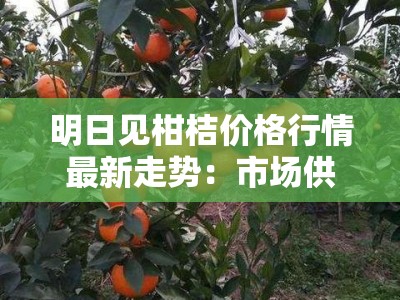 明日见柑桔价格行情最新走势：市场供需动态与产区报价深度解析