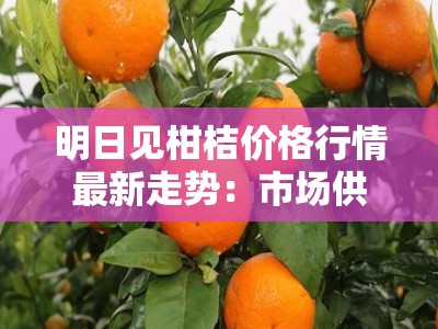 明日见柑桔价格行情最新走势：市场供需动态与产区报价深度解析