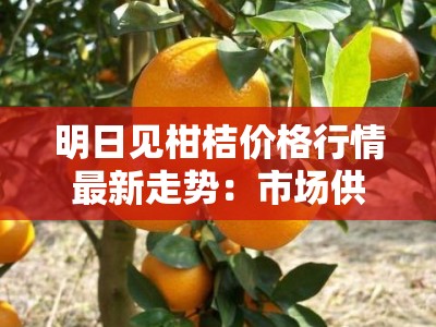 明日见柑桔价格行情最新走势：市场供需动态与产区报价深度解析