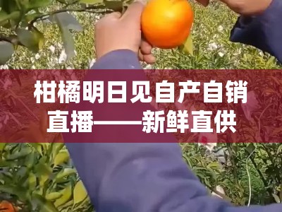 柑橘明日见自产自销直播——新鲜直供果园现摘现发果香四溢