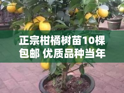 正宗柑橘树苗10棵包邮 优质品种当年结果 家庭果园种植推荐