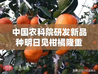 中国农科院研发新品种明日见柑橘隆重上市——果肉爆汁、口感甜蜜暴击首度面市！