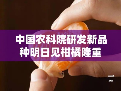 中国农科院研发新品种明日见柑橘隆重上市——果肉爆汁、口感甜蜜暴击首度面市！