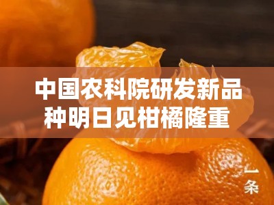 中国农科院研发新品种明日见柑橘隆重上市——果肉爆汁、口感甜蜜暴击首度面市！