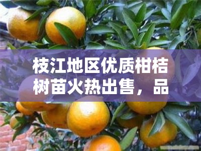 枝江地区优质柑桔树苗火热出售，品种齐全高产易活