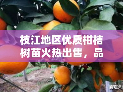 枝江地区优质柑桔树苗火热出售，品种齐全高产易活