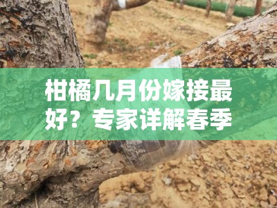 柑橘几月份嫁接最好？专家详解春季嫁接的最佳时间与技术要点