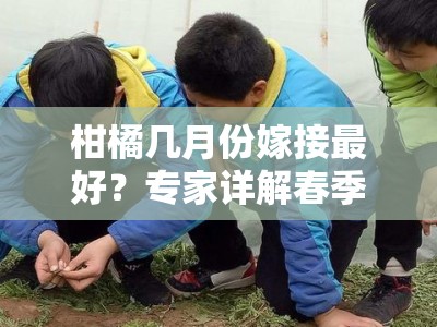 柑橘几月份嫁接最好？专家详解春季嫁接的最佳时间与技术要点