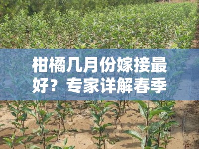 柑橘几月份嫁接最好？专家详解春季嫁接的最佳时间与技术要点