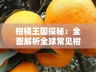柑橘王国探秘：全面解析全球常见柑橘各种品种简介及其独特风味