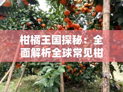 柑橘王国探秘：全面解析全球常见柑橘各种品种简介及其独特风味