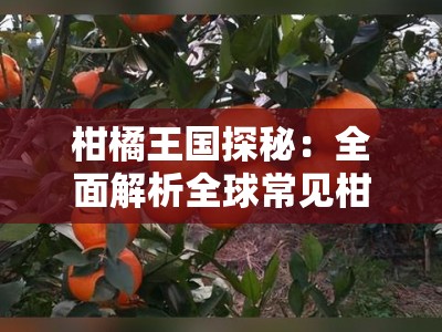 柑橘王国探秘：全面解析全球常见柑橘各种品种简介及其独特风味
