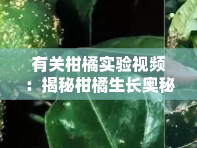 有关柑橘实验视频：揭秘柑橘生长奥秘的10个趣味科学实验全解析